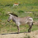 Deer and zebra  screen for extension Chrome web store in OffiDocs Chromium
