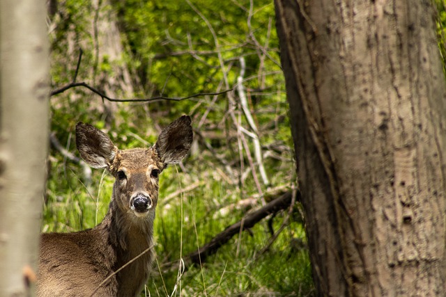 無料ダウンロード鹿動物の森野生動物哺乳類無料画像をGIMP無料オンライン画像エディタで編集する