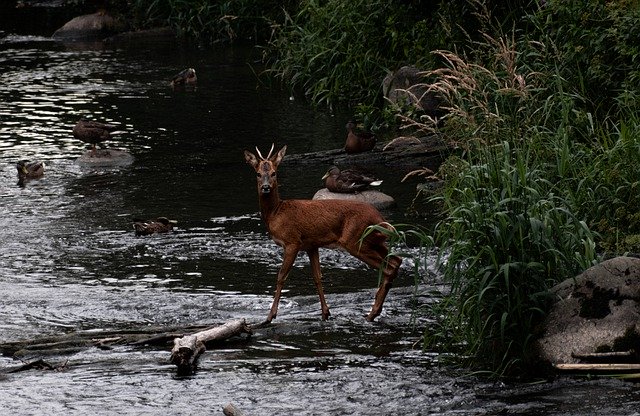免费下载鹿动物哺乳动物野生动物免费图片以使用 GIMP 免费在线图像编辑器进行编辑