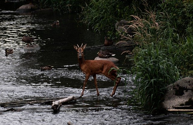 Kostenloser Download Hirsch Tier Säugetier Tierwelt Kostenloses Bild, das mit dem kostenlosen Online-Bildeditor GIMP bearbeitet werden kann