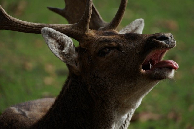GIMP मुफ्त ऑनलाइन छवि संपादक के साथ संपादित करने के लिए हिरण पशु वन्यजीव स्तनपायी मुक्त चित्र डाउनलोड करें