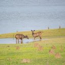 Deer by the lake  screen for extension Chrome web store in OffiDocs Chromium