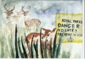 Free download Deer Cull Postcard free photo or picture to be edited with GIMP online image editor