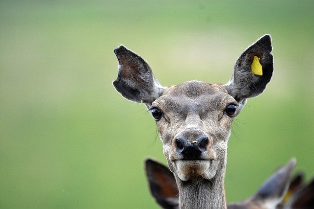 Darmowe pobieranie jelenia łania zwierzę sarna samica jelenia darmowe zdjęcie do edycji za pomocą darmowego edytora obrazów online GIMP