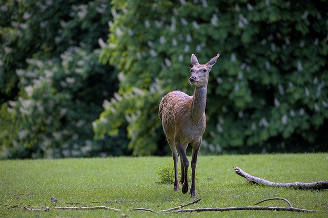 تحميل مجاني deer doe forest red deer wild free للصورة ليتم تحريرها باستخدام محرر الصور المجاني على الإنترنت GIMP