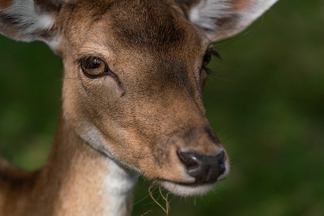 Descărcare gratuită cerb cerb animal doe cap ochi imagini gratuite pentru a fi editate cu editorul de imagini online gratuit GIMP