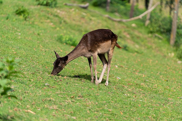 Muat turun percuma gambar percuma anak rusa meragut haiwan rusa untuk diedit dengan editor imej dalam talian percuma GIMP