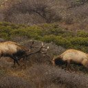 Deer Goring  screen for extension Chrome web store in OffiDocs Chromium