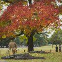 Deer grazing in park under colorful autumn tree  screen for extension Chrome web store in OffiDocs Chromium