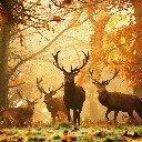 Deer Herd in the Autumn Forest  screen for extension Chrome web store in OffiDocs Chromium