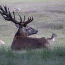 Deer herd resting  screen for extension Chrome web store in OffiDocs Chromium