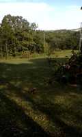 Free download Deer In Field Oct 2 free photo or picture to be edited with GIMP online image editor
