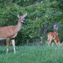 Deer in the forest  screen for extension Chrome web store in OffiDocs Chromium