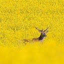 deer in the middle of the flower forest  screen for extension Chrome web store in OffiDocs Chromium