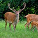 Deer know how to laugh  screen for extension Chrome web store in OffiDocs Chromium