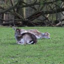 Deer Lying on the Grass  screen for extension Chrome web store in OffiDocs Chromium