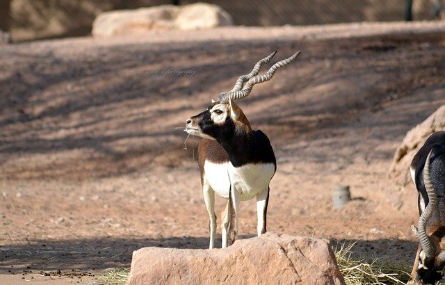 免费下载鹿哺乳动物动物动物世界免费图片以使用 GIMP 免费在线图像编辑器进行编辑