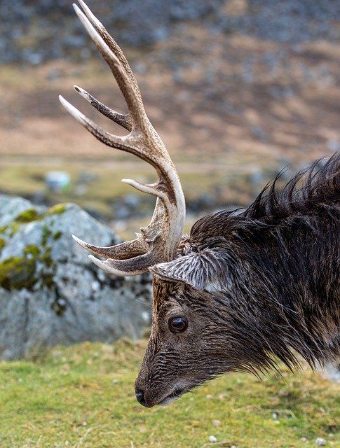 Free download deer nature forest dweller animal free picture to be edited with GIMP free online image editor