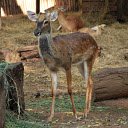 Deer on a pile of hay  screen for extension Chrome web store in OffiDocs Chromium