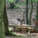 Deer on a pile of wood  screen for extension Chrome web store in OffiDocs Chromium