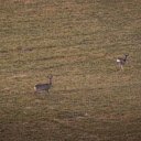 Deer on the Grass  screen for extension Chrome web store in OffiDocs Chromium