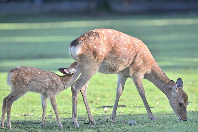Free download deer parent child sunlight animals free picture to be edited with GIMP free online image editor