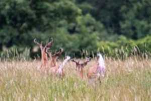 Free download deer-seneca-county-burkholder-2018-06-28-001 free photo or picture to be edited with GIMP online image editor