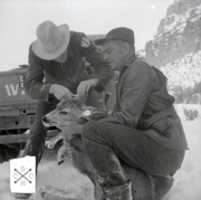 免费下载 Deer Tagging 1957 免费照片或图片以使用 GIMP 在线图像编辑器进行编辑