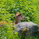 Deer under the bushes  screen for extension Chrome web store in OffiDocs Chromium
