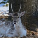 Deer under the tree  screen for extension Chrome web store in OffiDocs Chromium