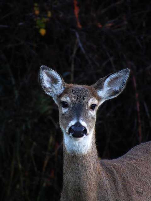Bezpłatne pobieranie jelenia z białym ogonem jeleń łania ssak darmowe zdjęcie do edycji za pomocą bezpłatnego internetowego edytora obrazów GIMP