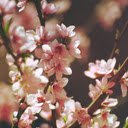 Delicate Blossoms  screen for extension Chrome web store in OffiDocs Chromium