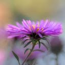 Delicate flower petals  screen for extension Chrome web store in OffiDocs Chromium