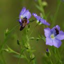 Delicate green flowers  screen for extension Chrome web store in OffiDocs Chromium