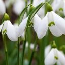 Delicate Snowdrop Blooms  screen for extension Chrome web store in OffiDocs Chromium