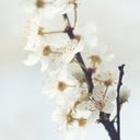 Delicate Spring Bloom  screen for extension Chrome web store in OffiDocs Chromium