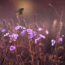 Delicate Veronica in a Soft Haze  screen for extension Chrome web store in OffiDocs Chromium