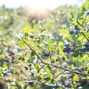 delicious blueberries  screen for extension Chrome web store in OffiDocs Chromium