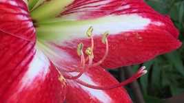 Free download Delirium Red Lily -  free video to be edited with OpenShot online video editor