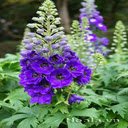 Delphinium flower wallpaper  screen for extension Chrome web store in OffiDocs Chromium