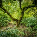 dense forest  screen for extension Chrome web store in OffiDocs Chromium