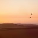 Desert bird  screen for extension Chrome web store in OffiDocs Chromium
