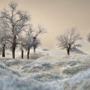 Desert Winter Trees  screen for extension Chrome web store in OffiDocs Chromium