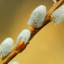 Dew bathed flower buds  screen for extension Chrome web store in OffiDocs Chromium