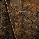Dew Covered Branches in Autumn Forest  screen for extension Chrome web store in OffiDocs Chromium