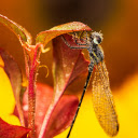 Dew covered dragonfly  screen for extension Chrome web store in OffiDocs Chromium