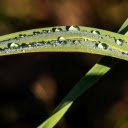 dew covered grass at night  screen for extension Chrome web store in OffiDocs Chromium