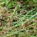 Dew Damp Grass Flowers  screen for extension Chrome web store in OffiDocs Chromium