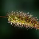 Dew drops on grass  screen for extension Chrome web store in OffiDocs Chromium