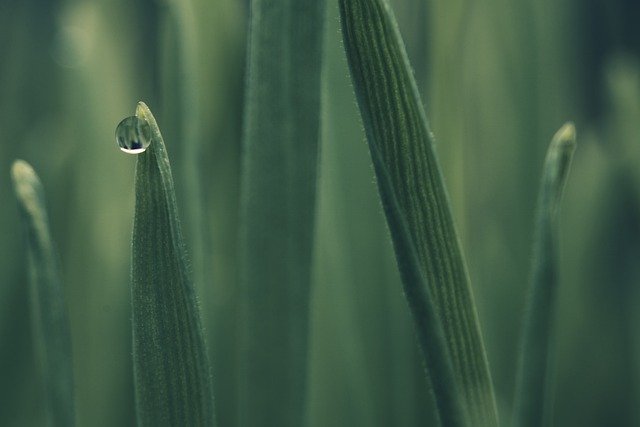 Free graphic dew grass water drop plant stem to be edited by GIMP free image editor by OffiDocs